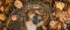 A hedgehog hibernating amongst autumn leaves