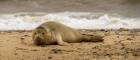 An image of an Atlantic grey seal on the beach