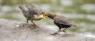 Two white-throated dippers, photo credit Juan Rey Pozo