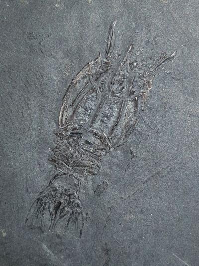 Fossilised shrimp
