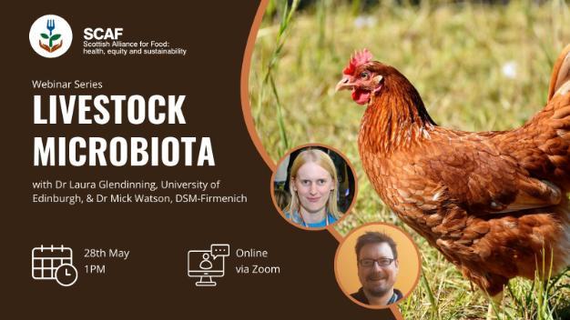 Livestock microbiota webinar advertising graphic with chicken