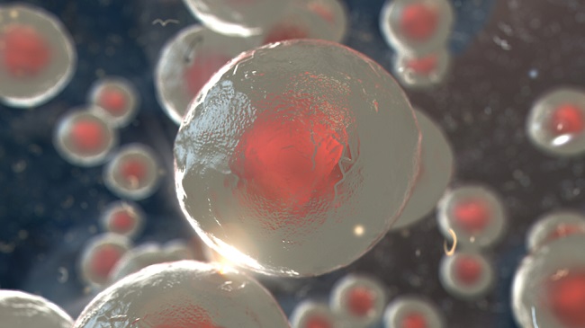 Rendered images of bone marrow stem cells