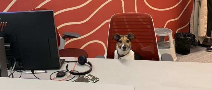 Photo of a persons russell dog sitting on an office chair in SHW reception