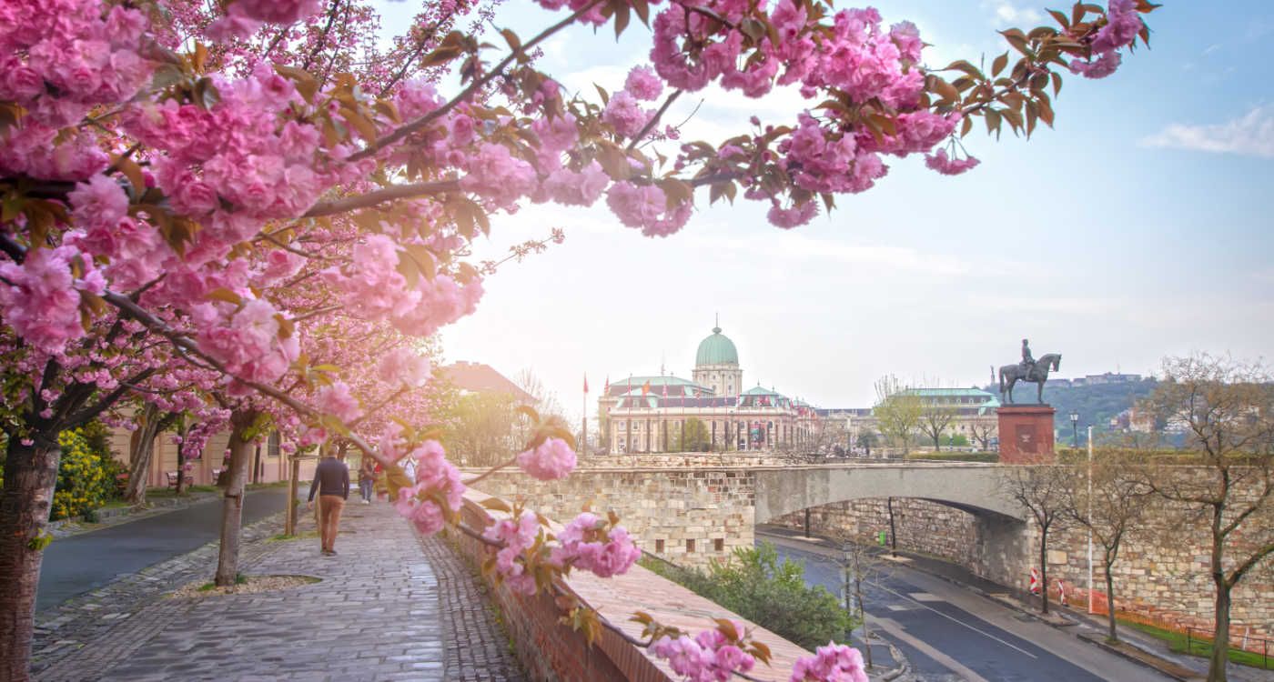 Beautiful spring cityscape with Buda Castle Royal Palace in Buda Castle district and Cherry Blossom in the foreground [Photo: Shutterstock]