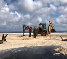 Image of researchers with stranded whales being lifted off a beach with a fork lift truck