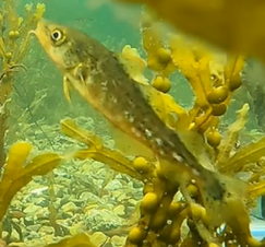 Image of a juvenile gadoid under water