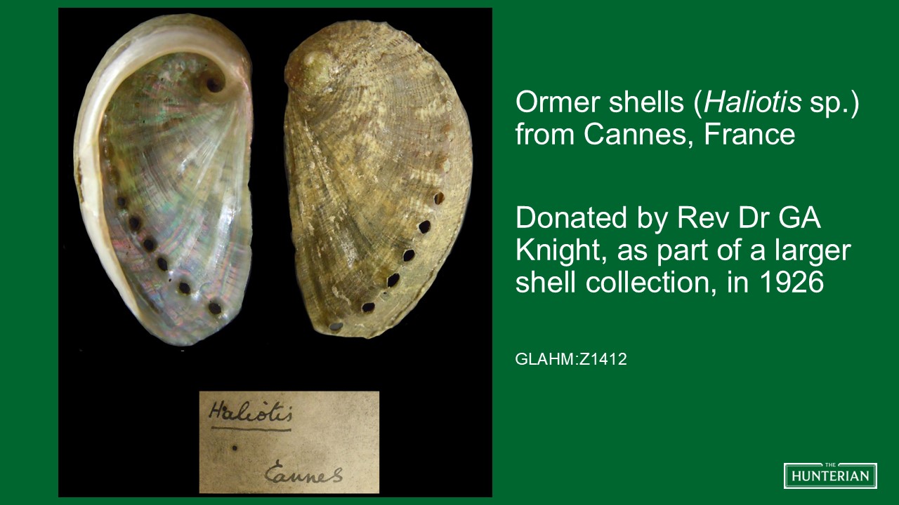 Ormer shells from Cannes, France