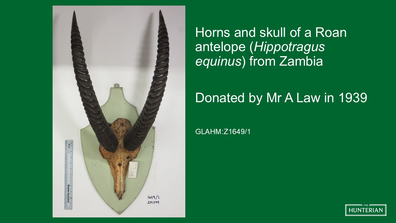 Horns and skull of a Roan antelope from Zambia