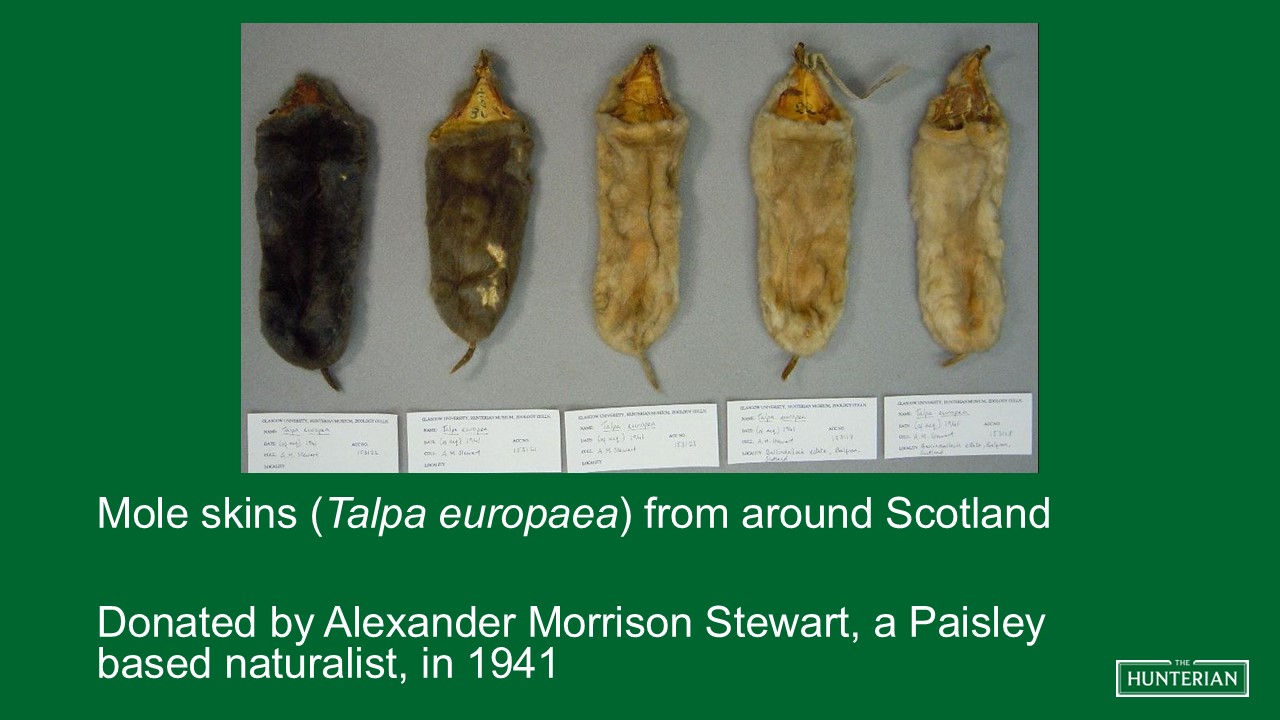 Mole skins from around Scotland