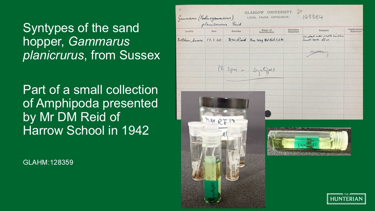 Syntypes of the sand hopper