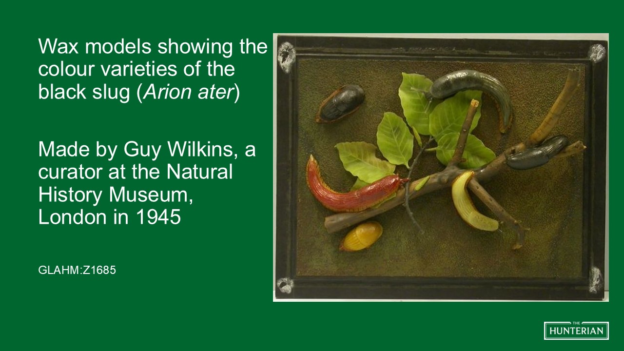 Wax models showing the colour varieties of the black slug