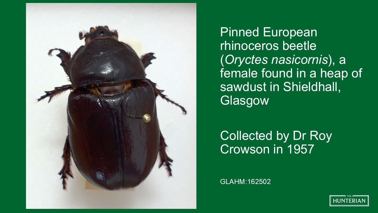 Pinned European rhinoceros beetle