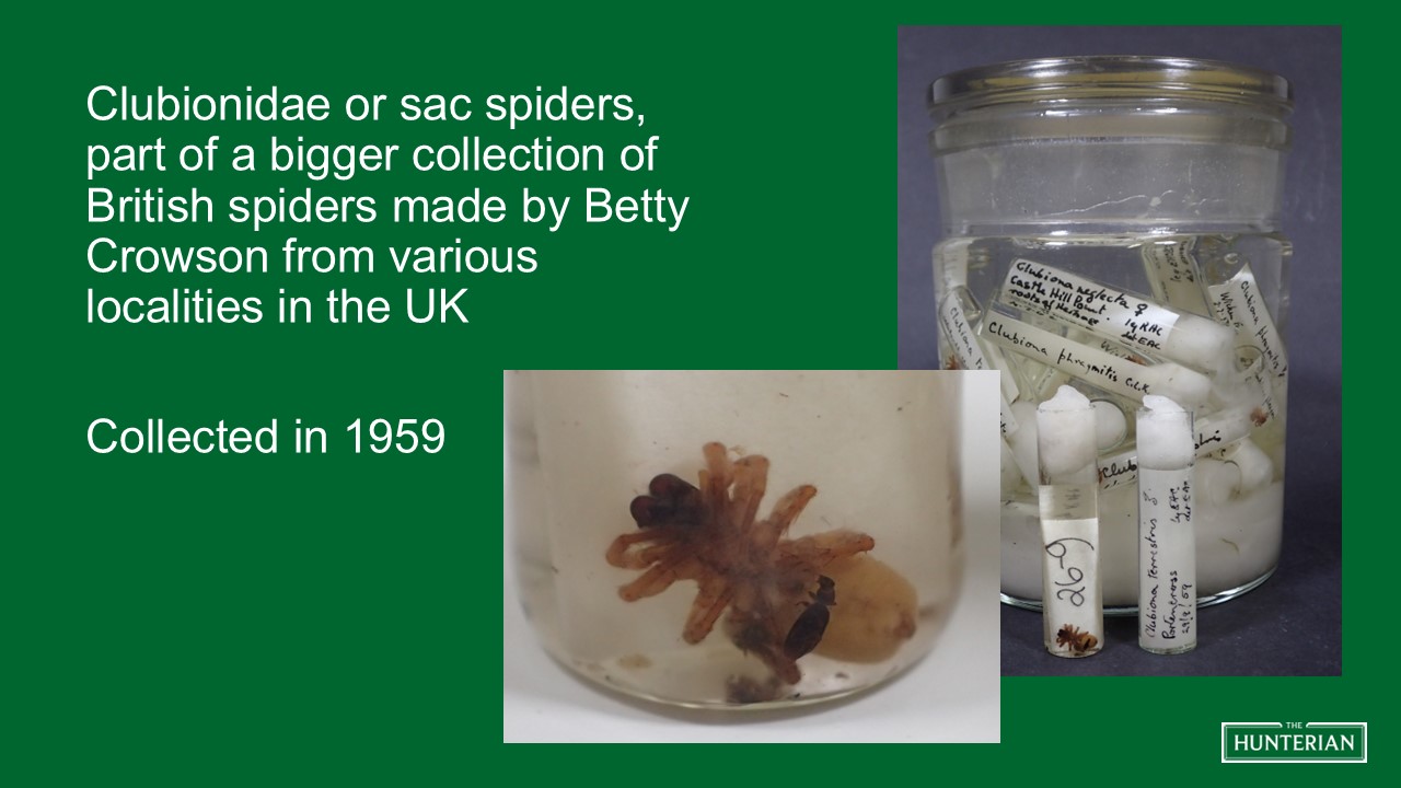 Clubionidae or sac spiders