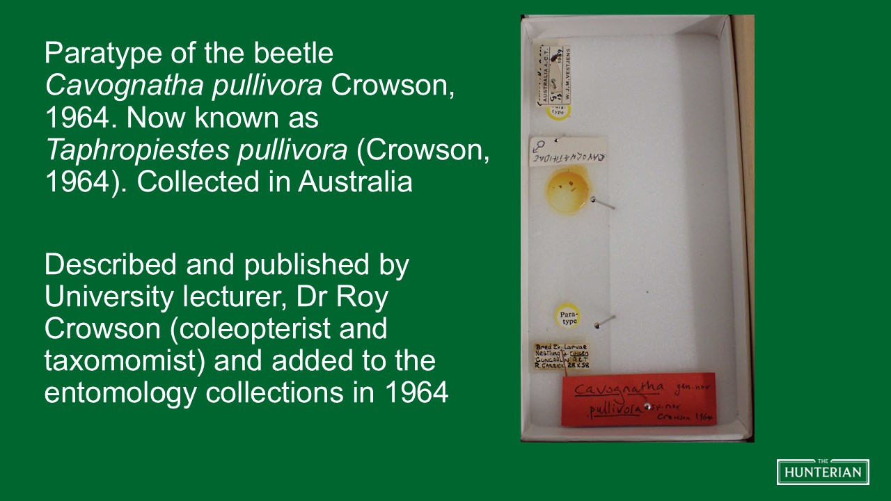 Paratype of the beetle Cavognatha pullivora Crowson, 1964