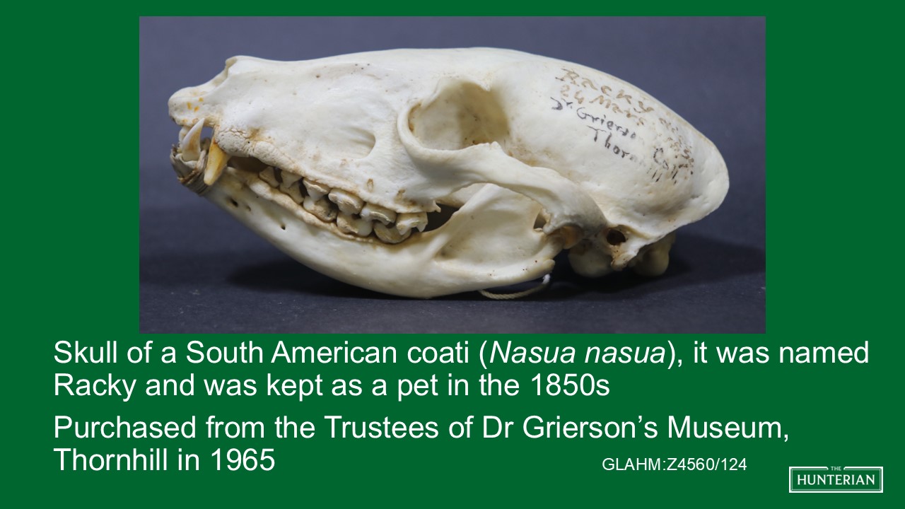 Skull of a South American coati