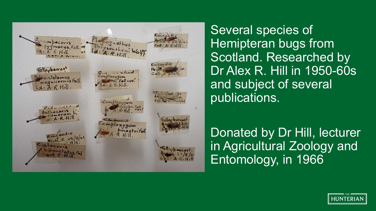 Several species of Hemipteran bugs from Scotland