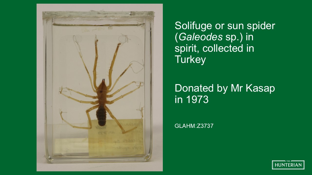 Solifuge or sun spider in spirit