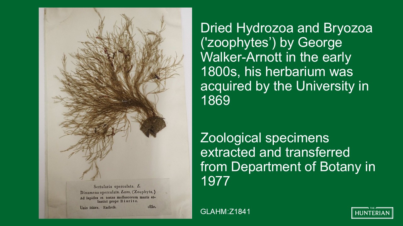 Dried Hydrozoa and Bryozoa