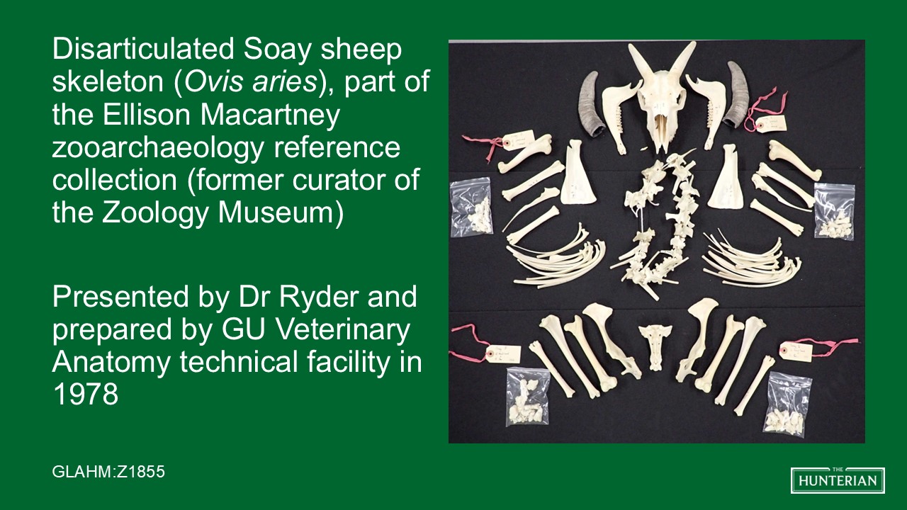 Disarticulated Soay sheep skeleton