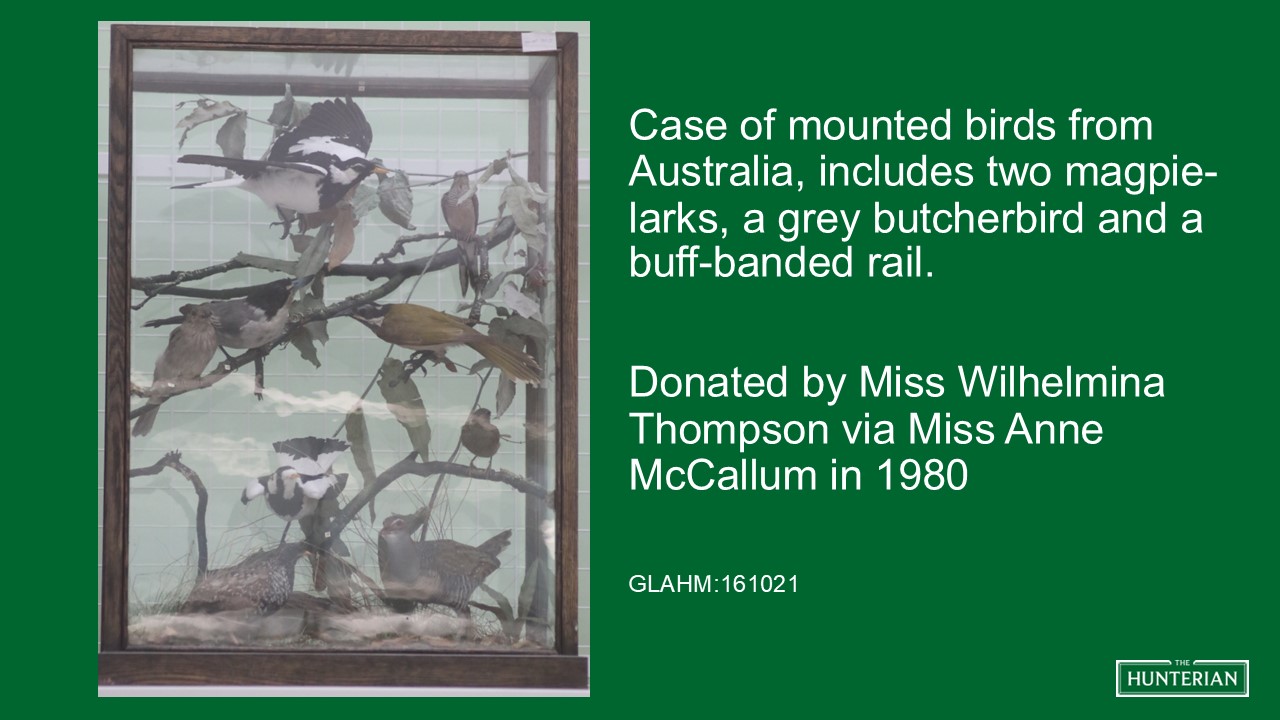 Case of mounted birds from Australia, includes two magpie-larks, a grey butcherbird and a buff-banded rail