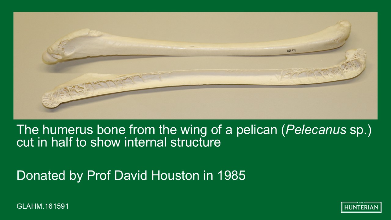 The humerus bone from the wing of a pelican