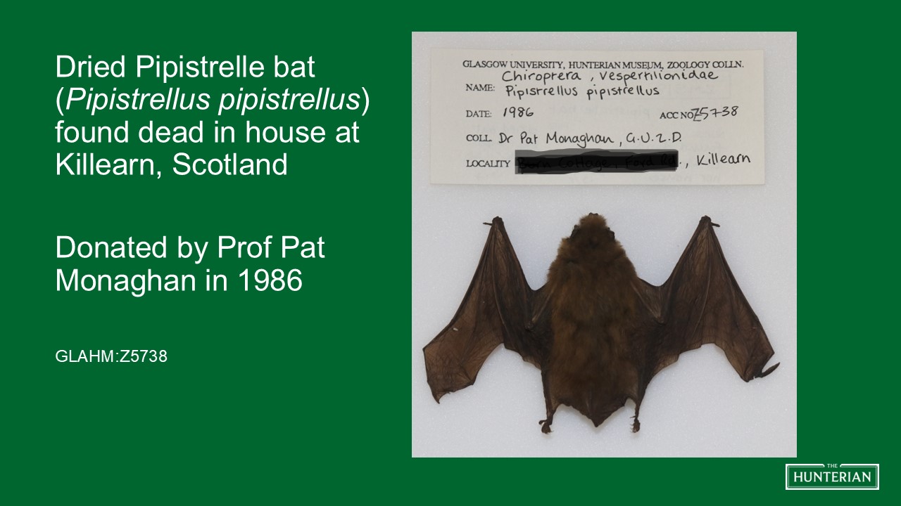 Dried Pipistrelle bat