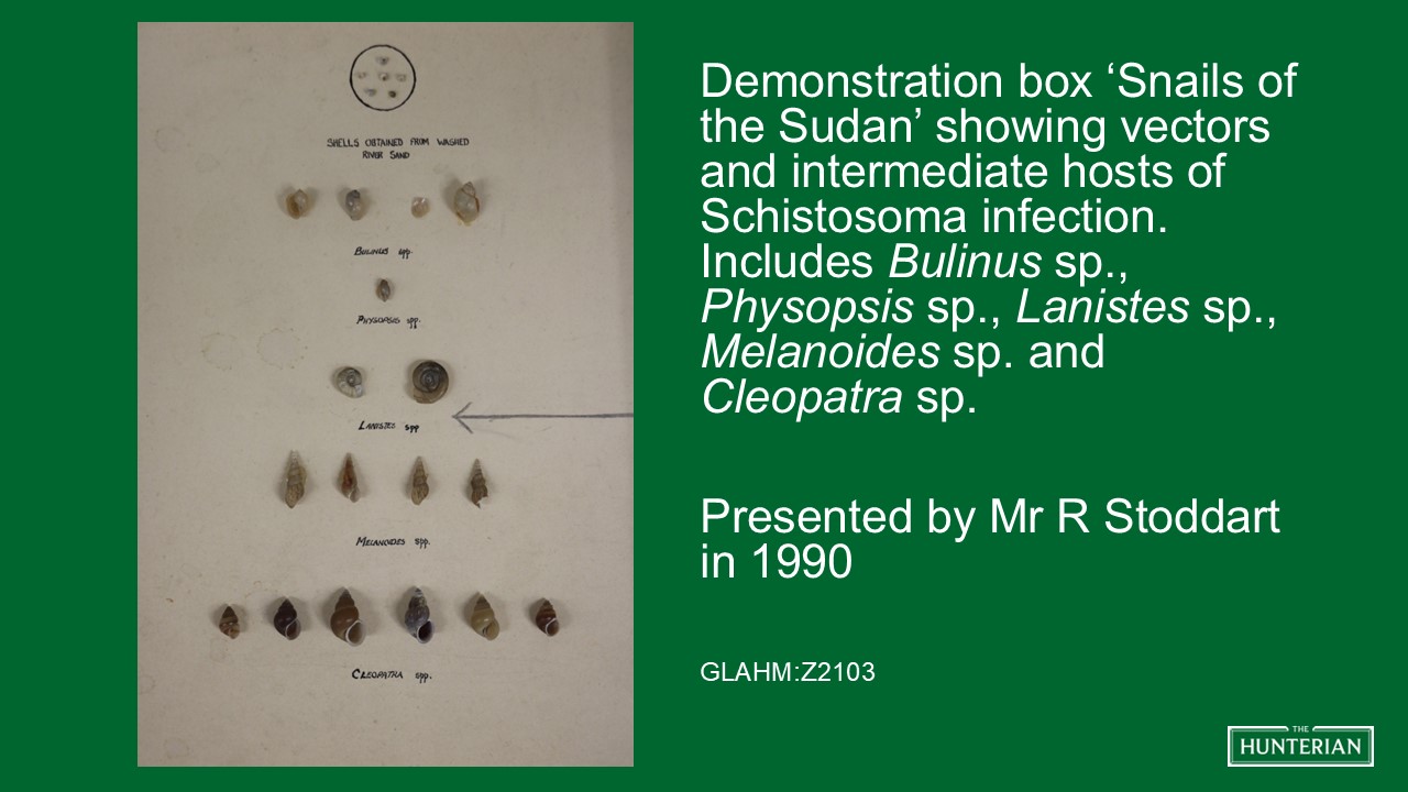 Demonstration box Snails of the Sudan showing vectors and intermediate hosts of Schistosoma infection