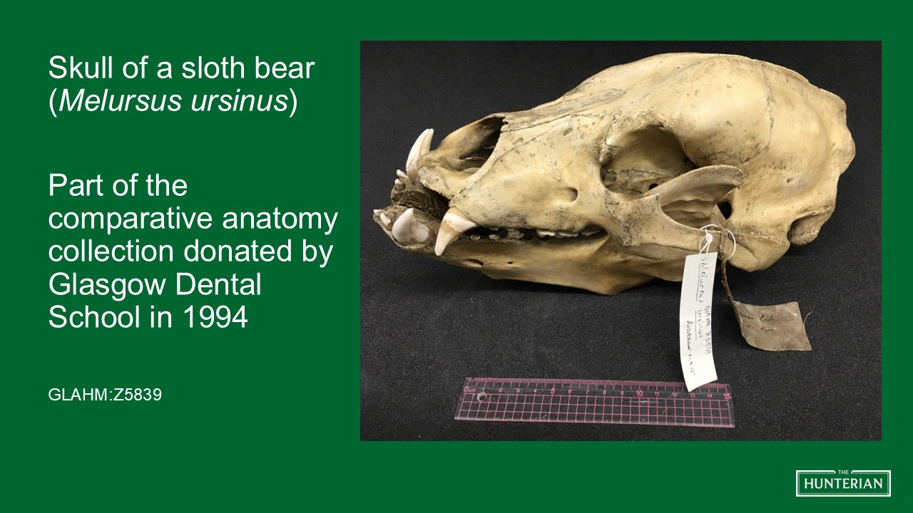 Skull of a sloth bear