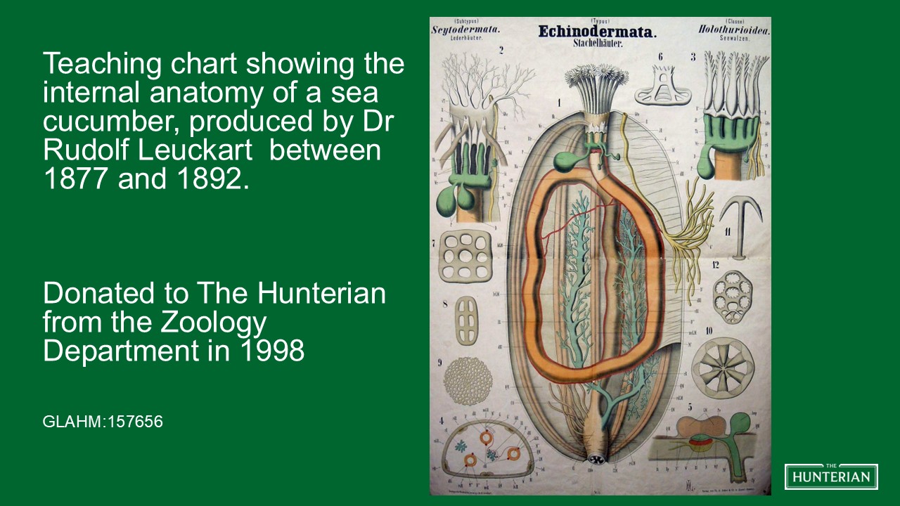 Teaching chart showing the internal anatomy of a sea cucumber