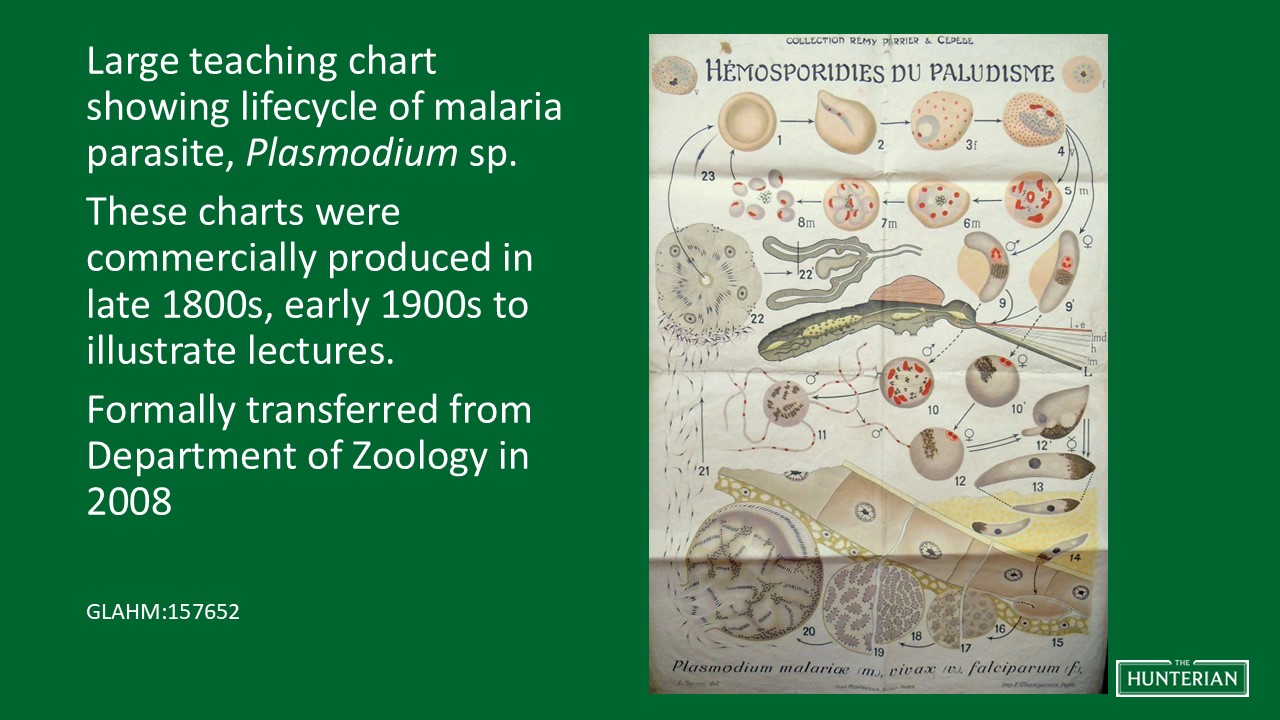 Large teaching chart showing lifecycle of malaria parasite Plasmodium sp.