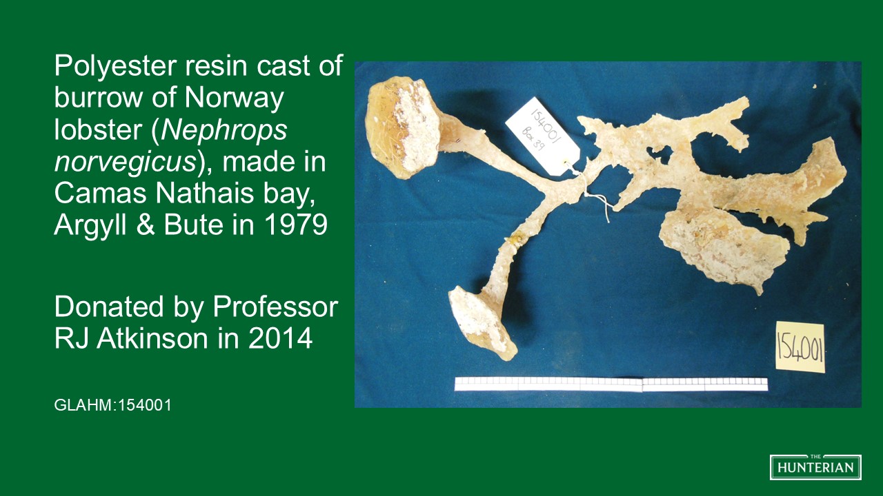 Polyester resin cast of burrow of Norway lobster