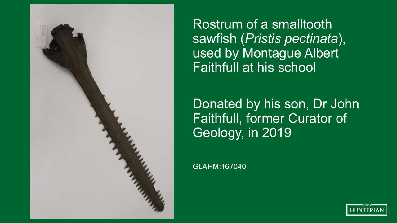 Rostrum of a smalltooth sawfish