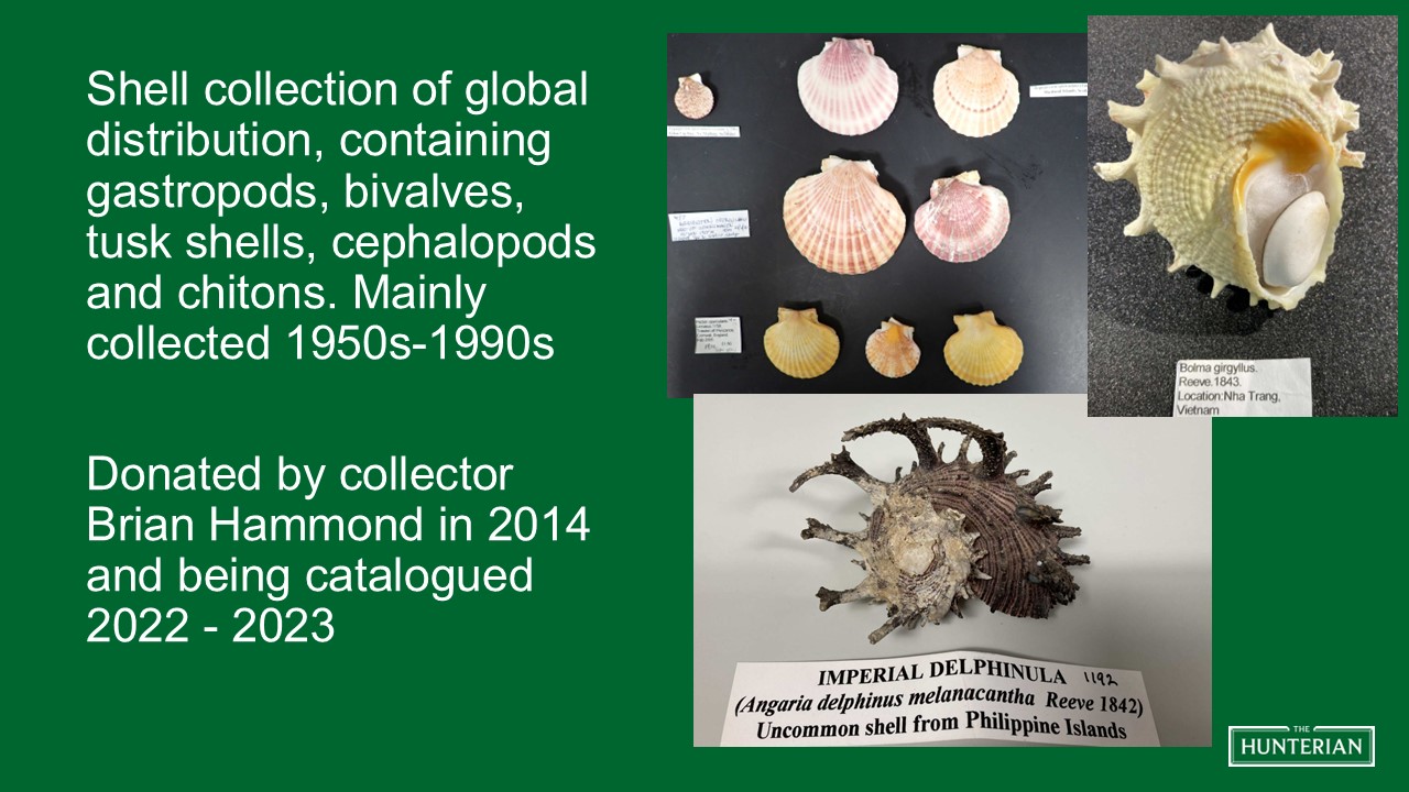 Shell collection of global distribution, containing gastropods, bivalves, tusk shells, cephalopods and chitons