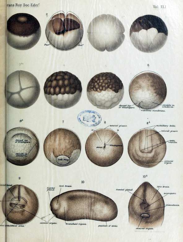 Photograph of A. Kirkpatrick Maxwell’s fine illustration of egg development in Xenopus