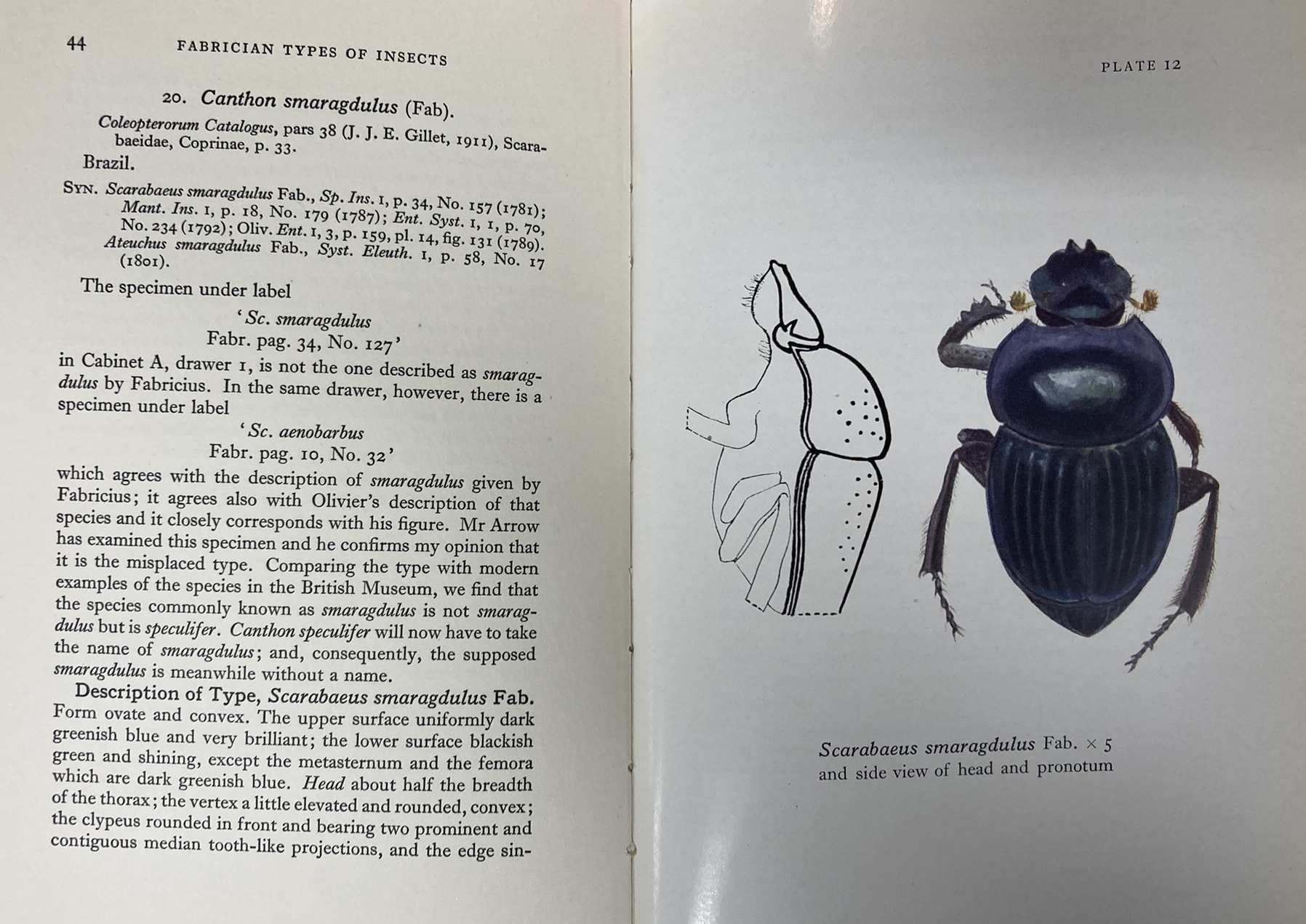 Text page and illustration from the books showing Margaret Wilson’s realistic illustration of the beetle Scarabeus smaragdulus