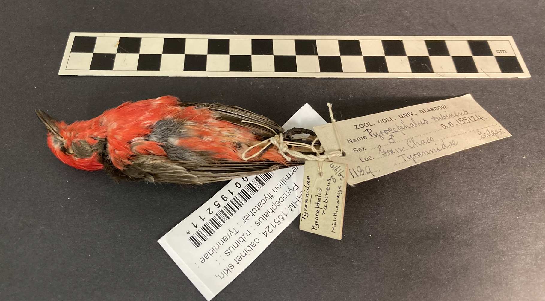 Photograph of a Agar Vermillion flycatcher specimen