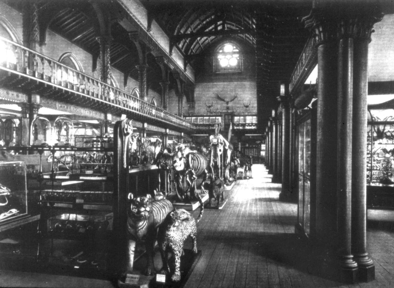 The Hunterian Museum in the Gilbert Scott building, showing the Zoology collections in the 1890s