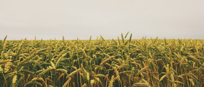 View across a ripe wheat field with gray cloudless sky in the background