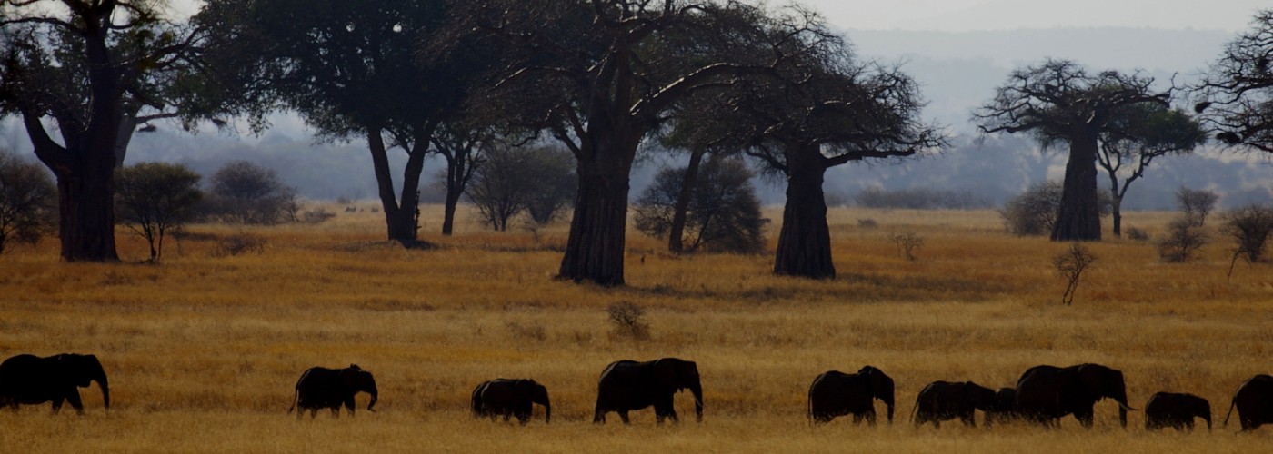 a row of elephants walking through trees and grass