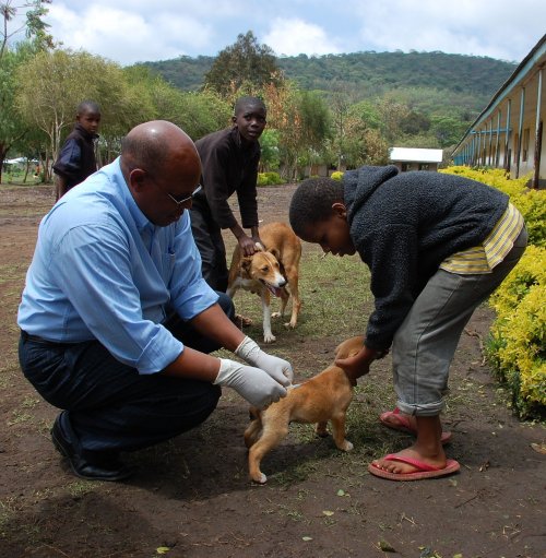 Rabies vaccinations in Arusha, Tanzania