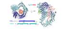 FANCIUb‐FANCD2 (IUbD2) structure bound to double‐stranded DNA. The structure was determined by cryo‐EM, using a 4.1 Å global resolution map