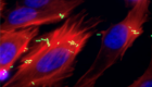 Attachment of enterohaemorrhagic E. coli (EHEC, green) to host cells (blue for the nucleus and red for the cytoskeleton) is reduced when the regulator pdhR is deleted.