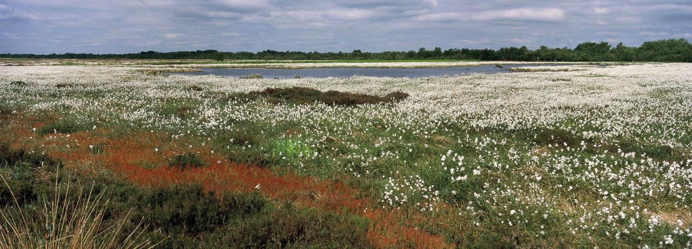 Thorne Moors SSSI, Humberhead Levels Peatlands. Photo: Peter Roworth