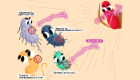 A cartoon-style graphic of aurodox being used as arrows by a red blood cell and fired at caricatures representing pathogens such asE. coli, Salmonella, Yersinia, and Vibrio.