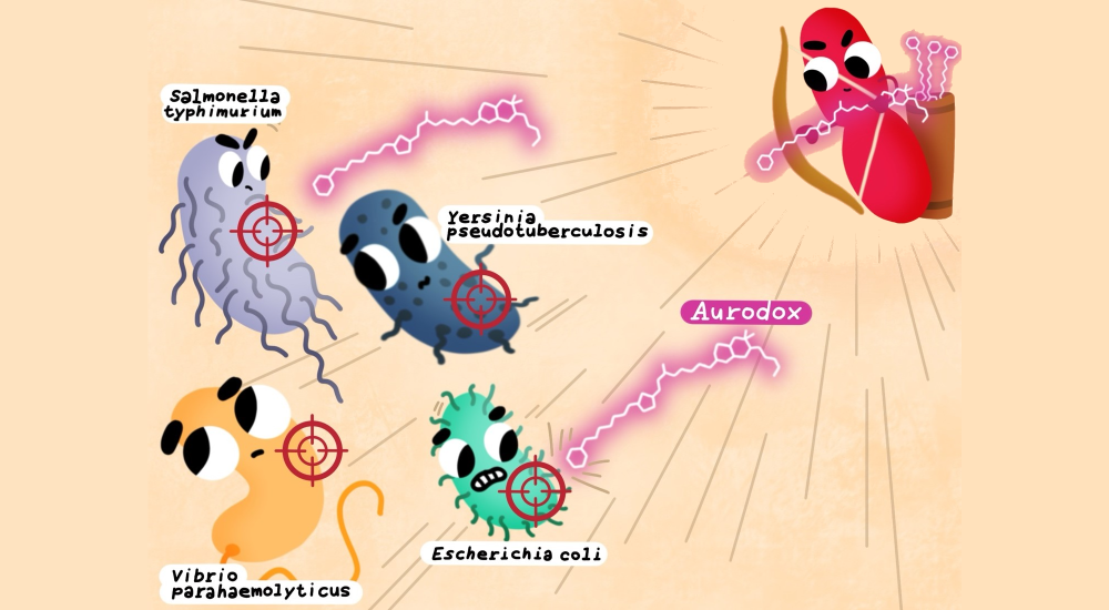 A cartoon-style graphic of aurodox being used as arrows by a red blood cell and fired at caricatures representing pathogens such asE. coli, Salmonella, Yersinia, and Vibrio.