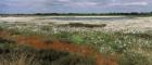 A photo of a bog with wild flowers and grass growing on it.