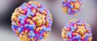 Image of a rhinovirus particle