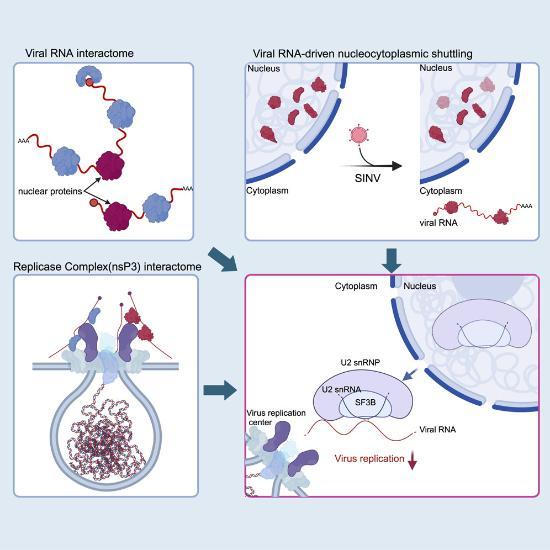 A graphical abstract illustrating the process of viral RNA interactions, nucleocytoplasmic shuttling, and replication complex formation, focusing on SINV (Sindbis virus)