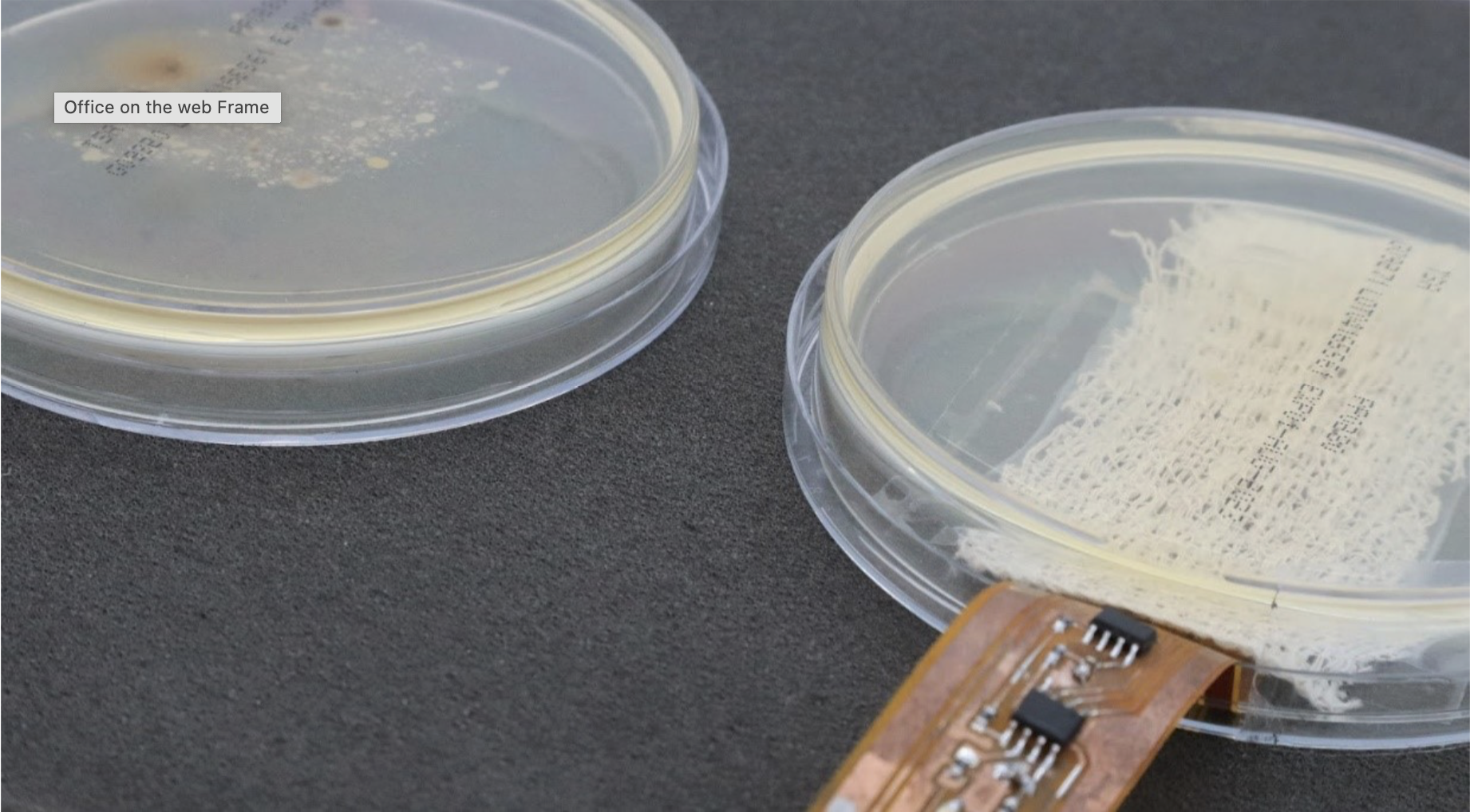 The drug-free anti-bacterial wireless bandage prototype illuminating a petri dish inhibiting bacterial growth; a control sample is seen in the background.