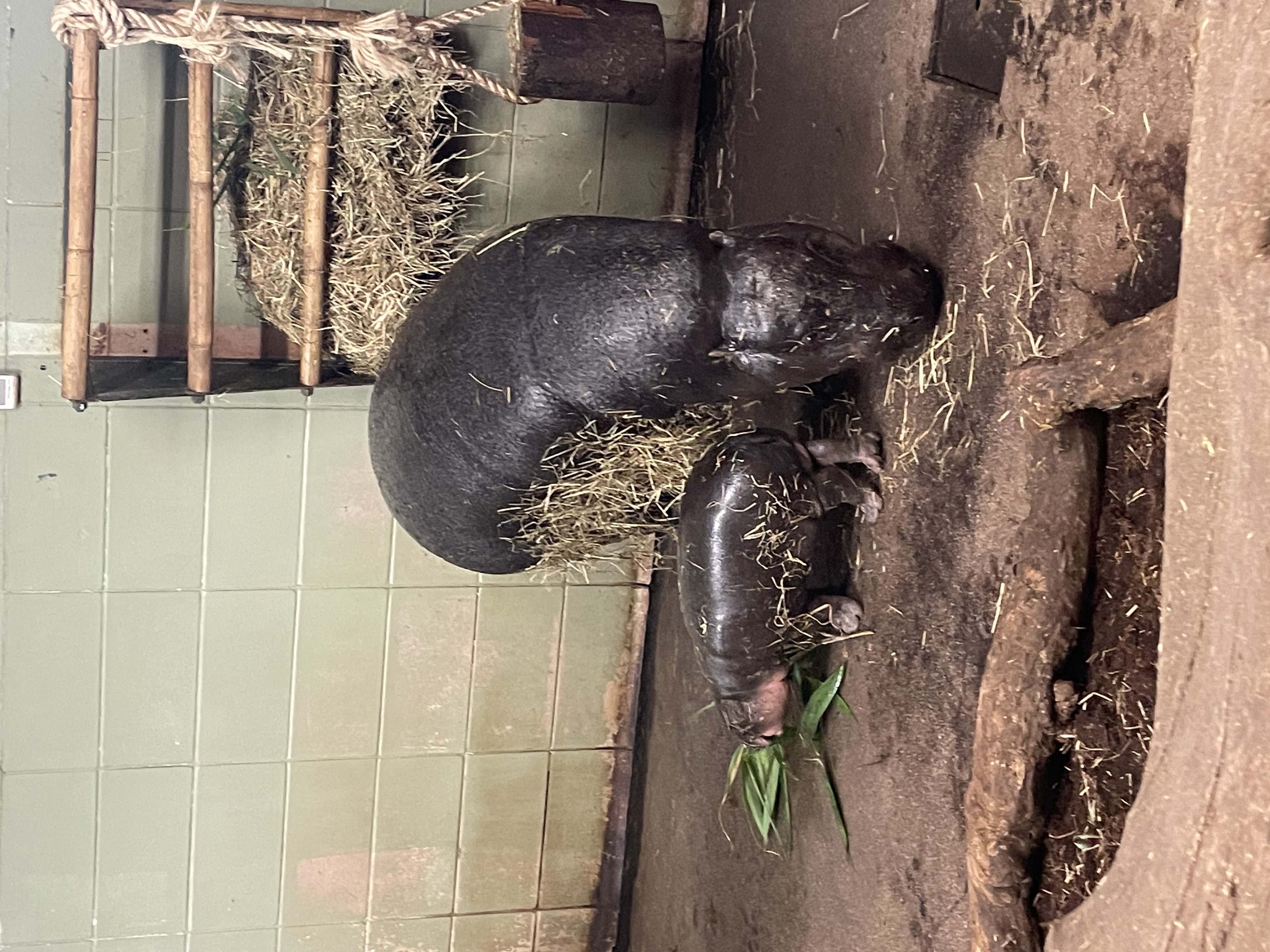 Haggis the baby Hippo at Edinburgh Zoo with mother